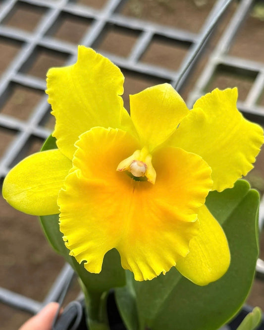 Cattleya Nell Hammer Pure Green Yellow
