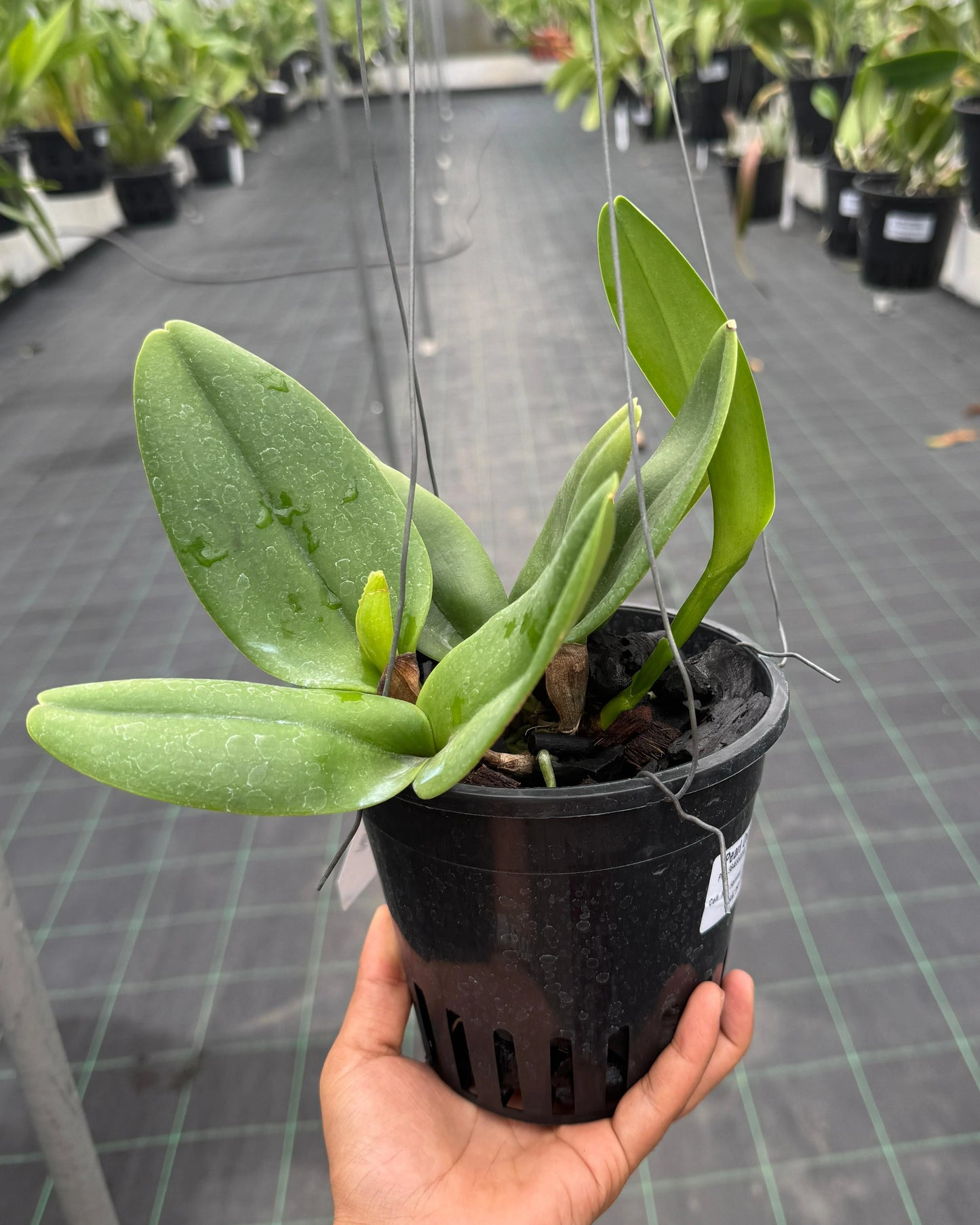 Cattleya Nell Hammer Pure Green Yellow