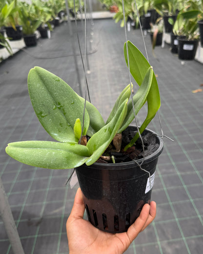 Cattleya Nell Hammer Pure Green Yellow