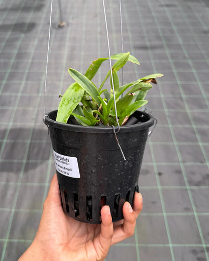 Cattleya Netrasiri Fireball