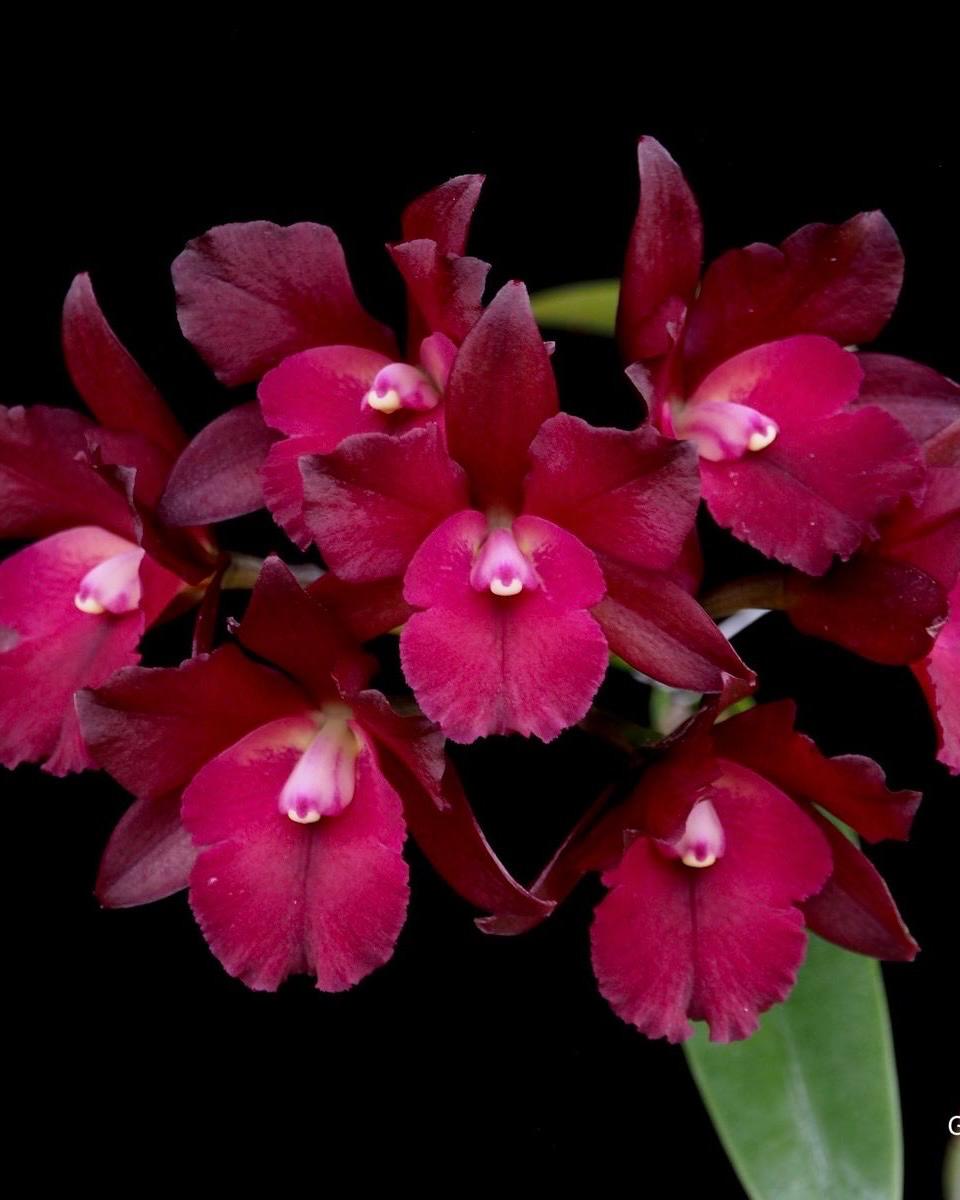 Cattleya Netrasiri Fireball