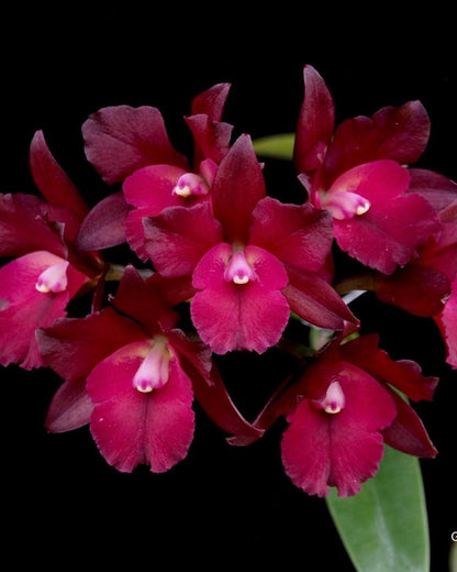 Cattleya Netrasiri Fireball