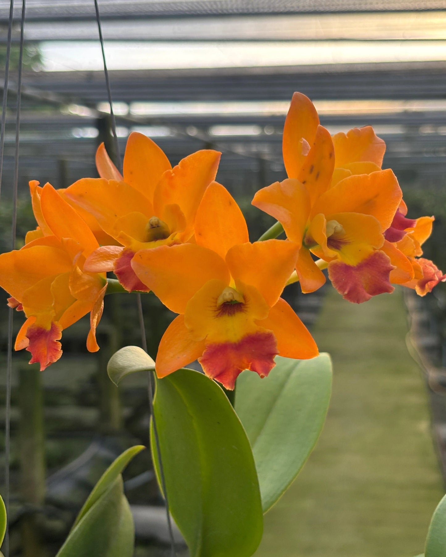 Cattleya Netrasiri Starbright X Orange Noughat