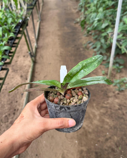 Paphiopedilum Niveum