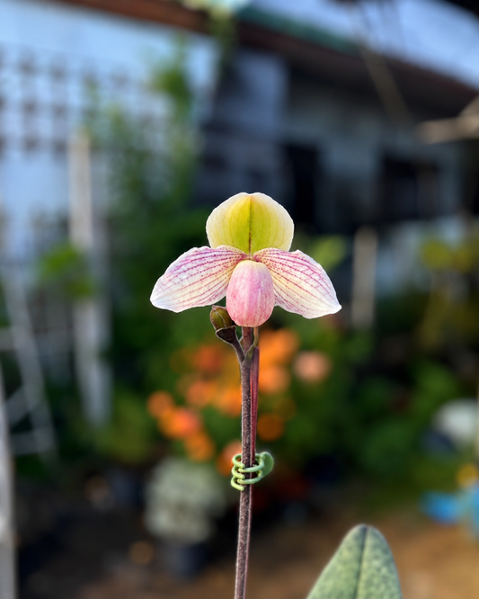 Paphiopedilum Niveum x Liemianum