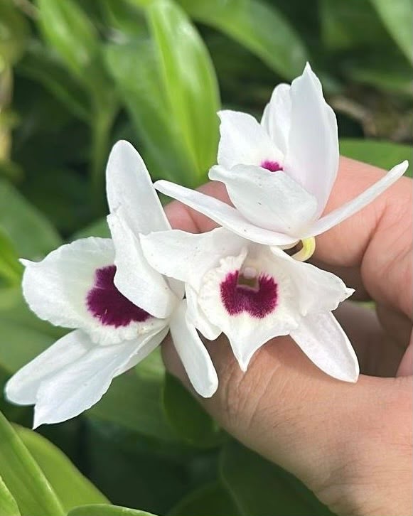 Dendrobium Nobile Watanabe
