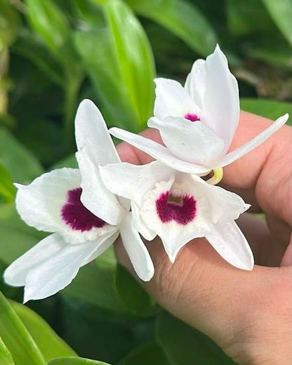 Dendrobium Nobile Watanabe