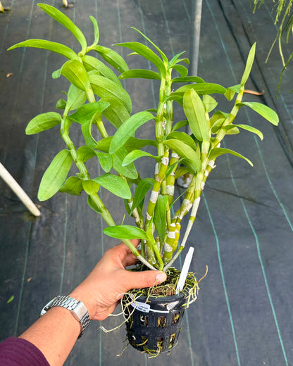 Dendrobium Nobile Watanabe