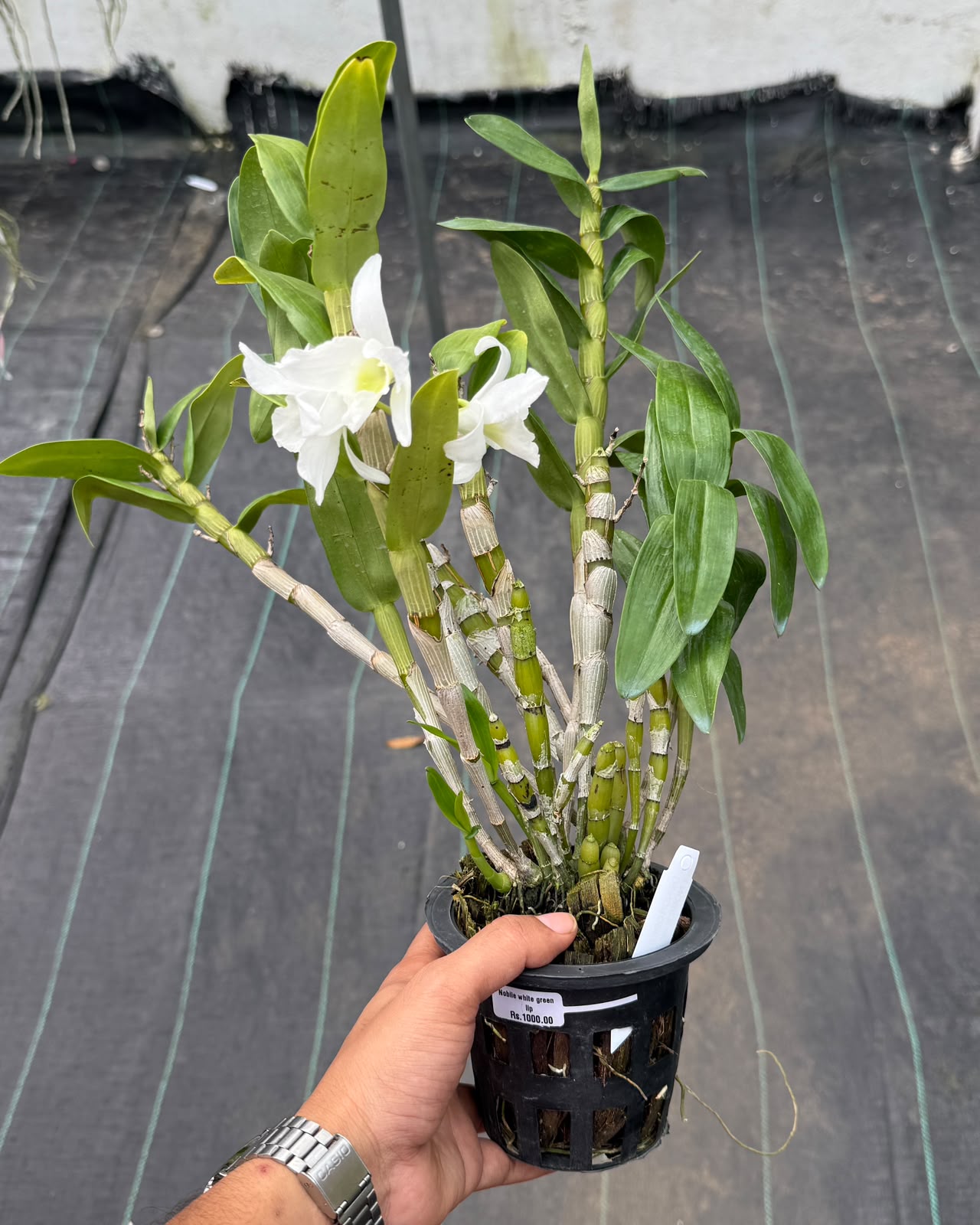 Dendrobium Nobile White Green Lip