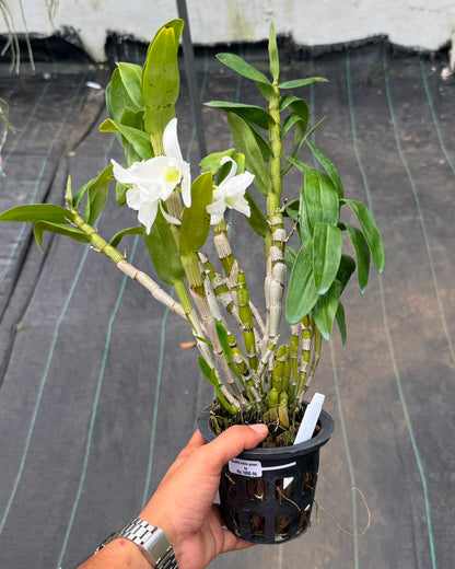 Dendrobium Nobile White Green Lip