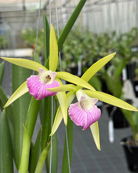 Cattleya Nok Noi