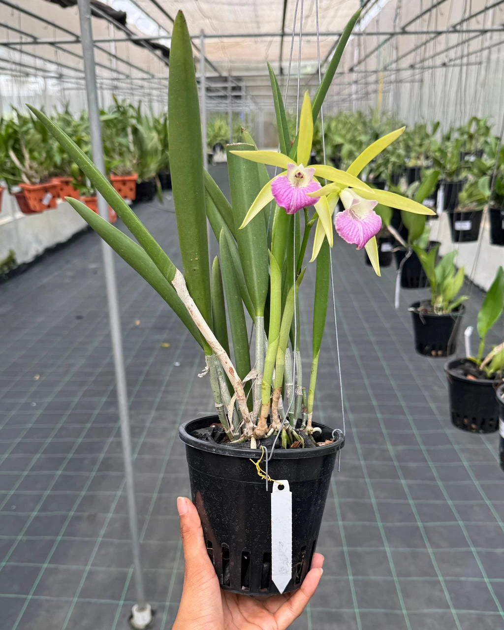 Cattleya Nok Noi