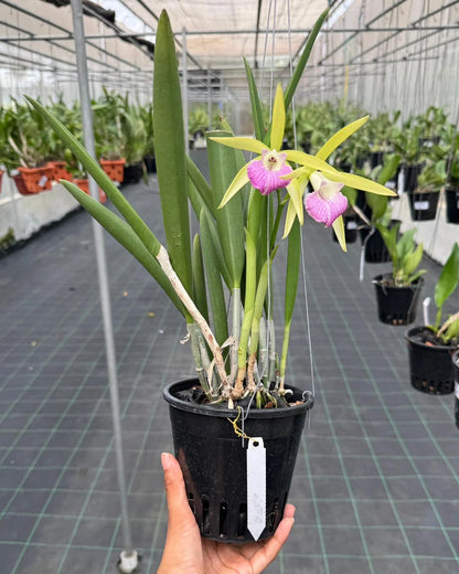 Cattleya Nok Noi