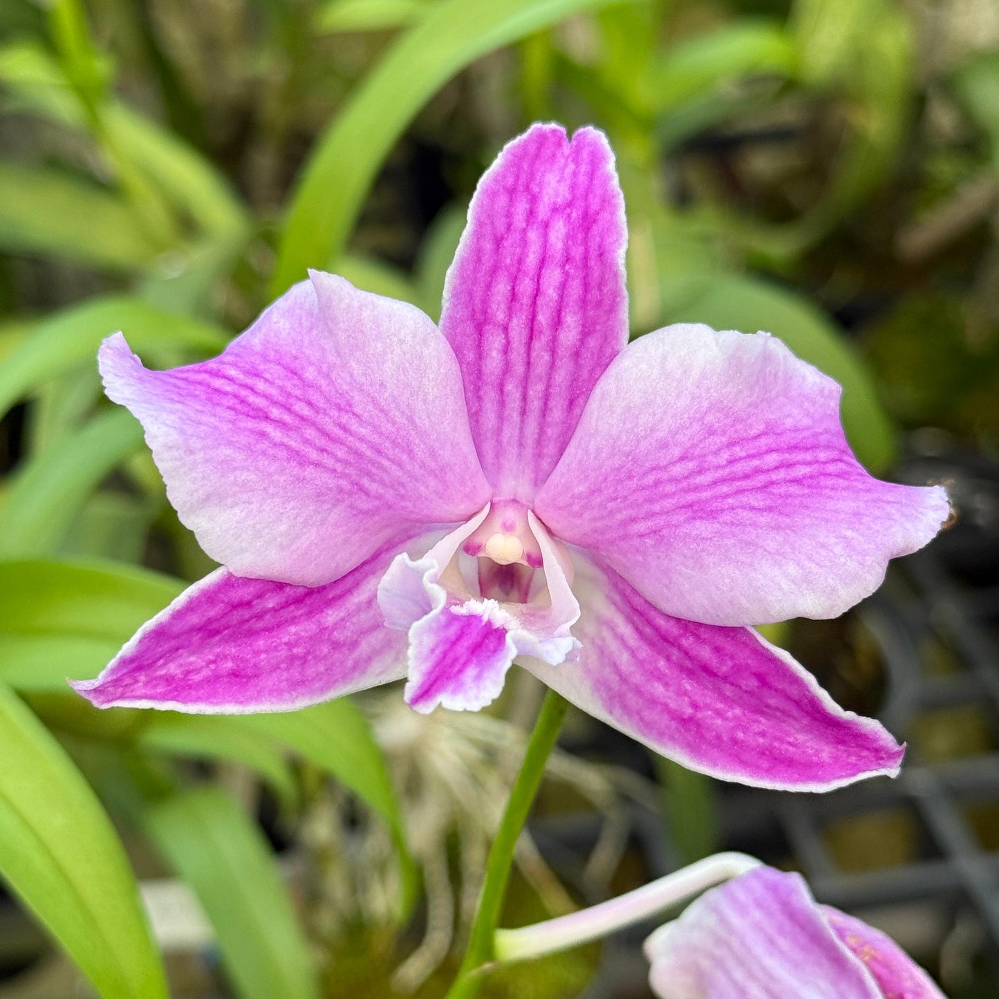 Dendrobium Pao Daow