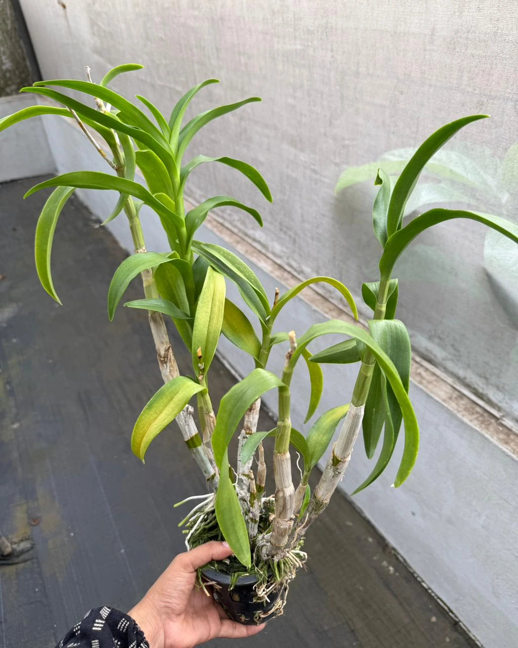 Dendrobium Pensuda
