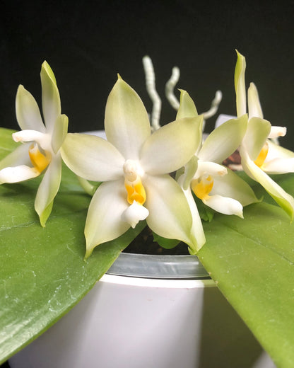 Phal. Bellina Alba