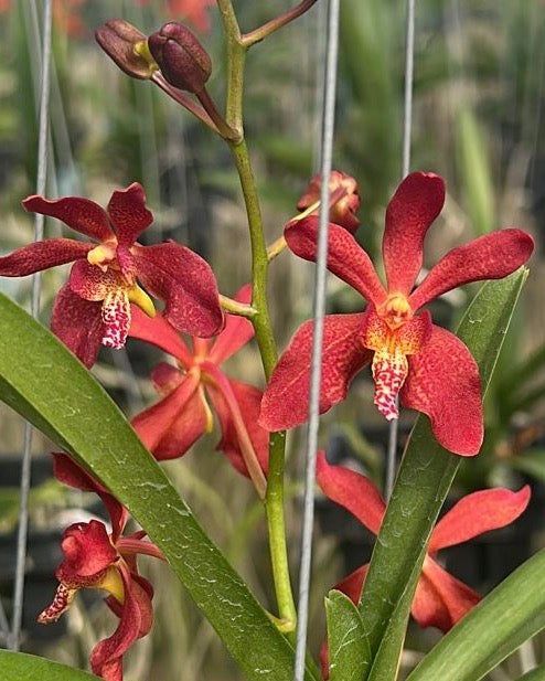Renanthera Philippinensis x Rhynochostylis Coelestis