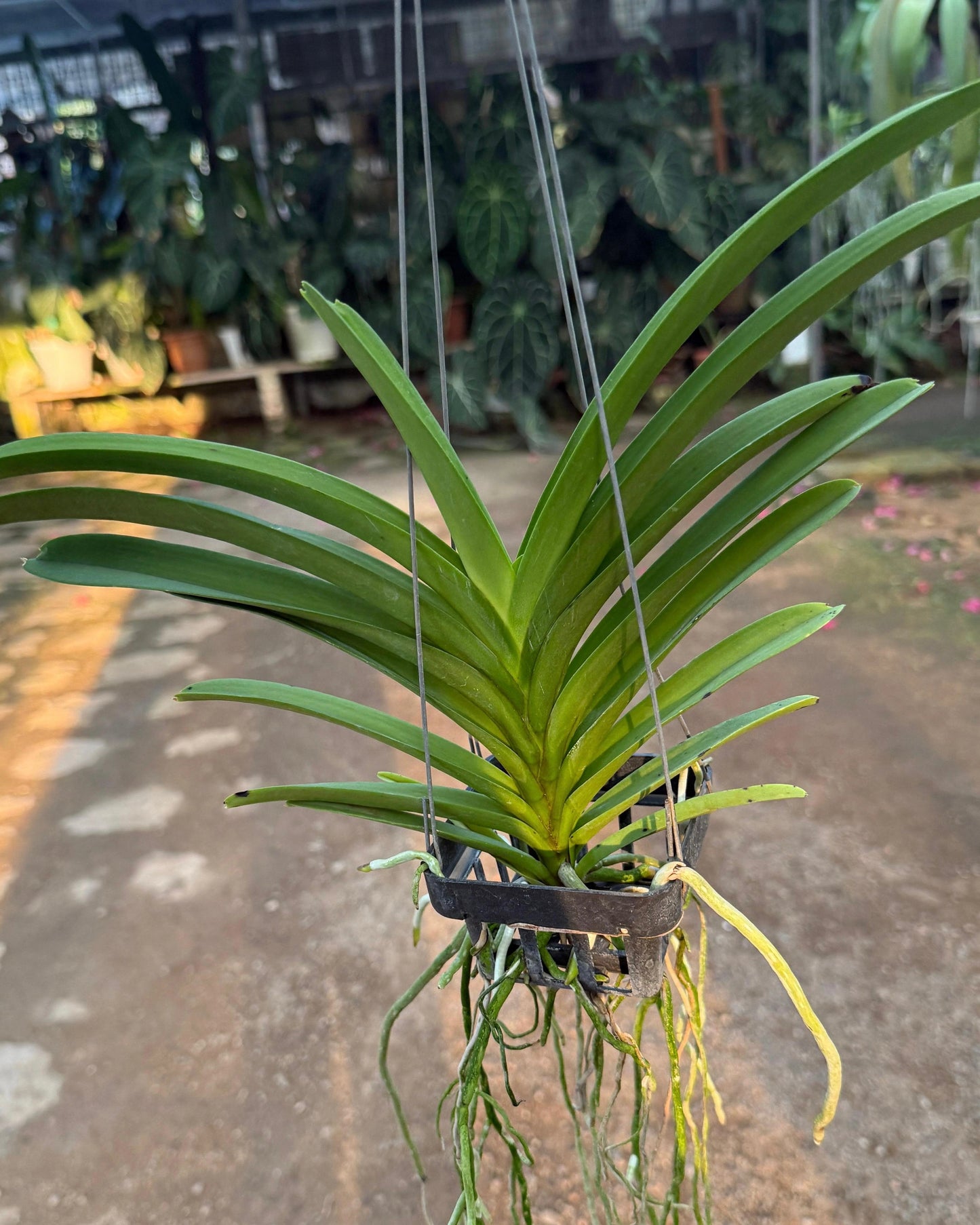 Vanda Natural Pariya
