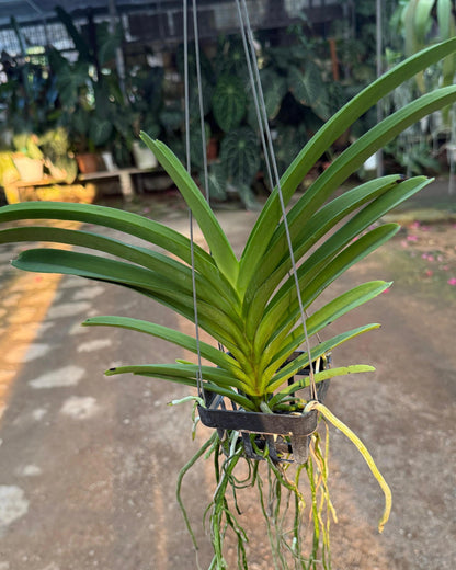 Vanda Natural Pariya