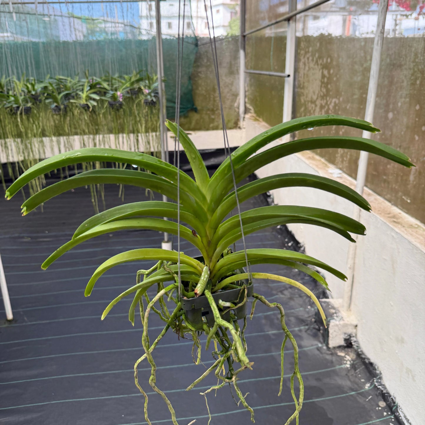 Vanda Kultana White Spot