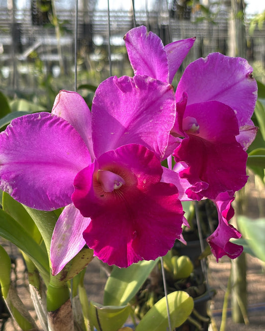 Cattleya Pink AA