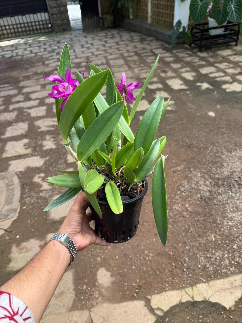 Cattleya Pink Jaguar