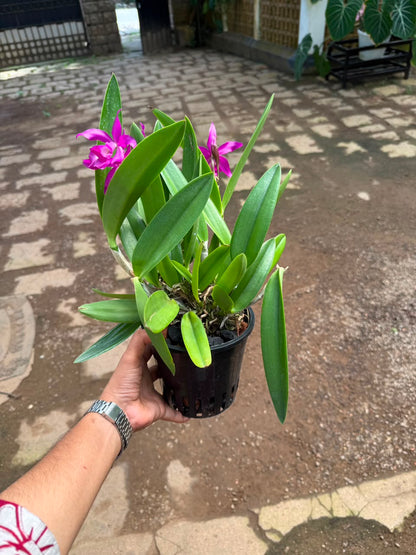 Cattleya Pink Jaguar