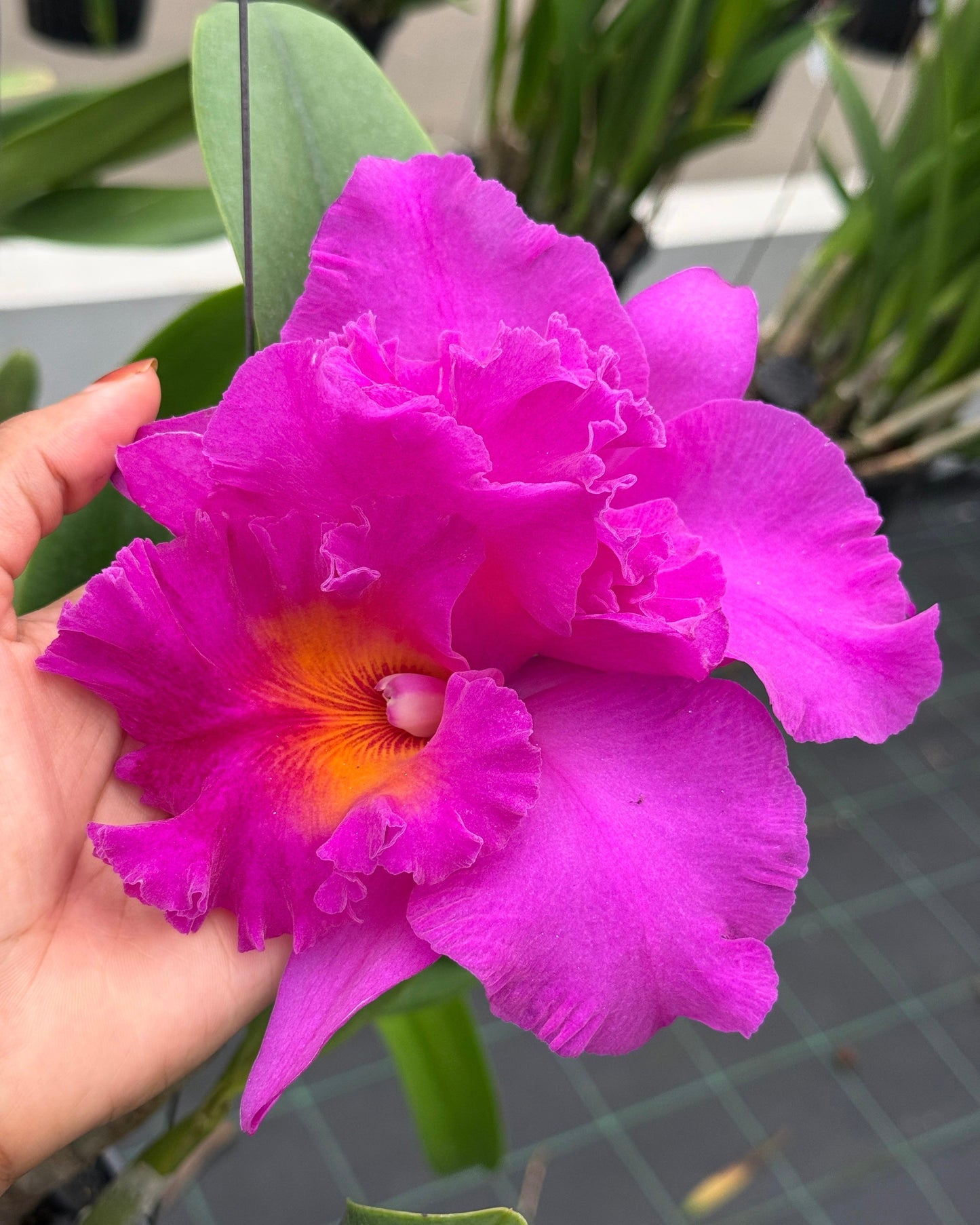 Cattleya Pink Empress