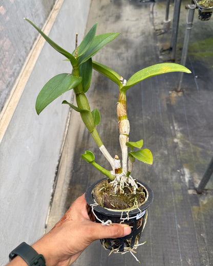 Dendrobium JK 46 Pink Stripe