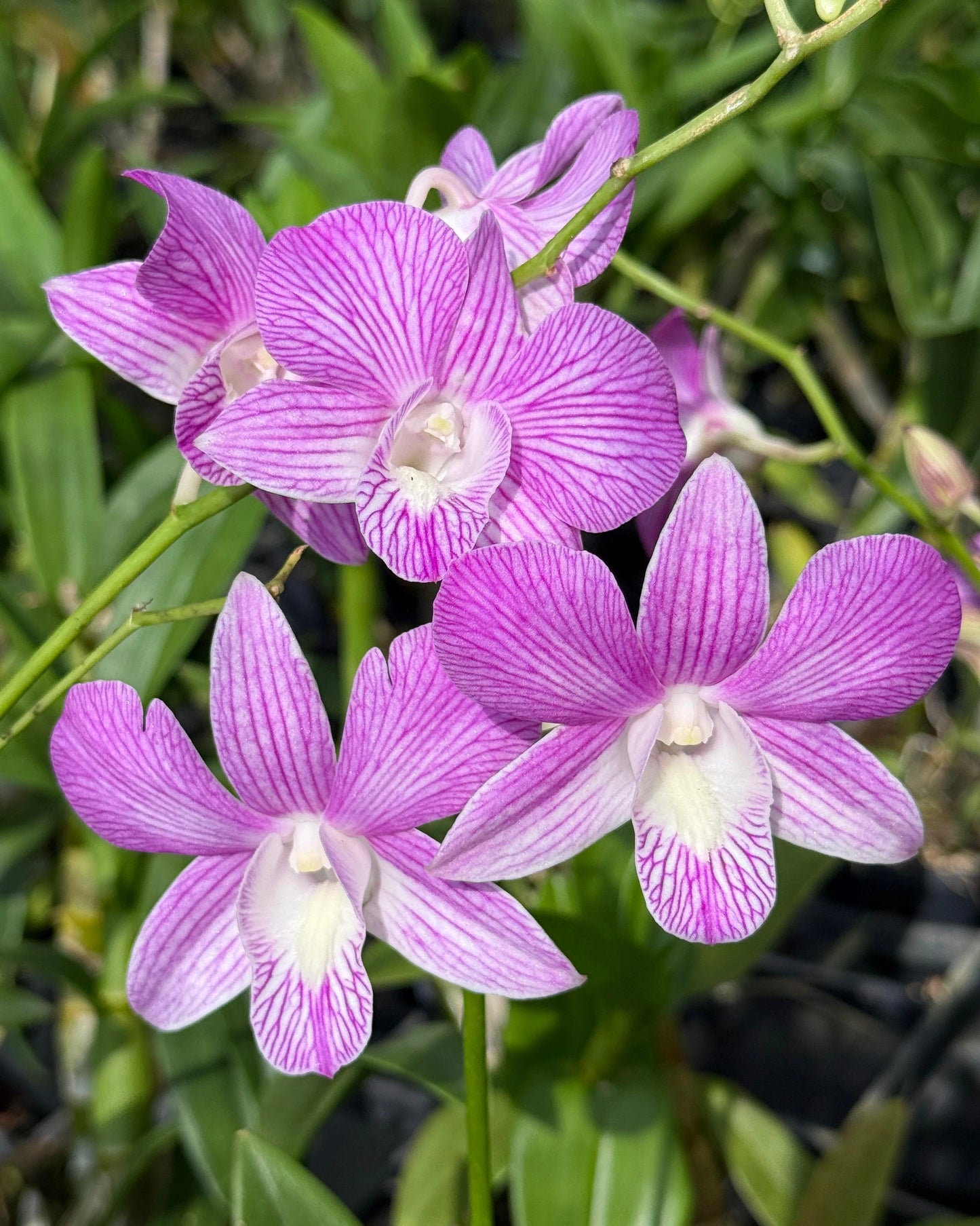 Dendrobium JK 46 Pink Stripe