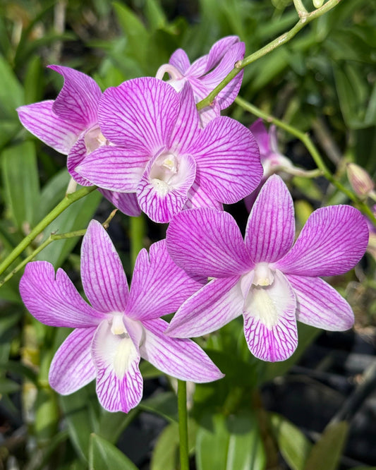 Dendrobium JK 46 Pink Stripe