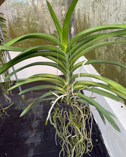 Vanda Kulwadee Fragrance x Somthavil