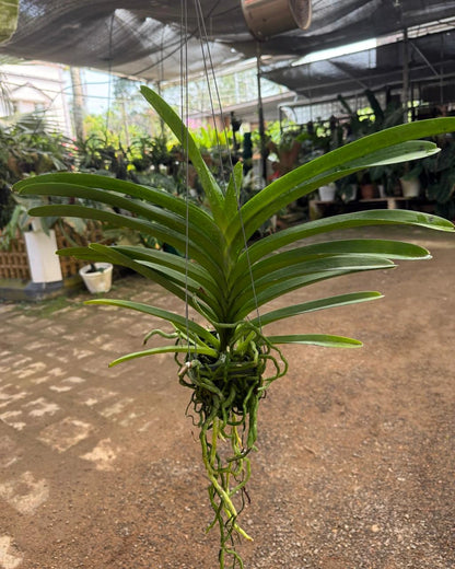 Vanda Saowapa Diamond