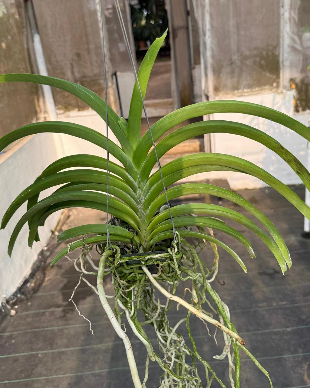 Vanda Chang Hwee Nee