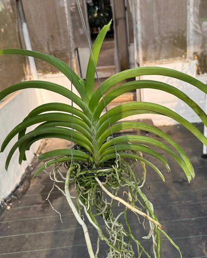 Vanda Chang Hwee Nee