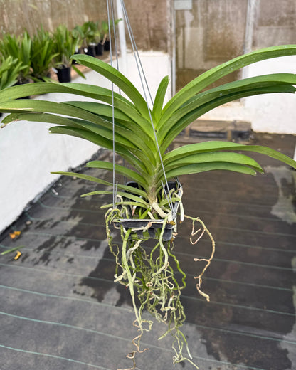 Vanda Tristar Blue