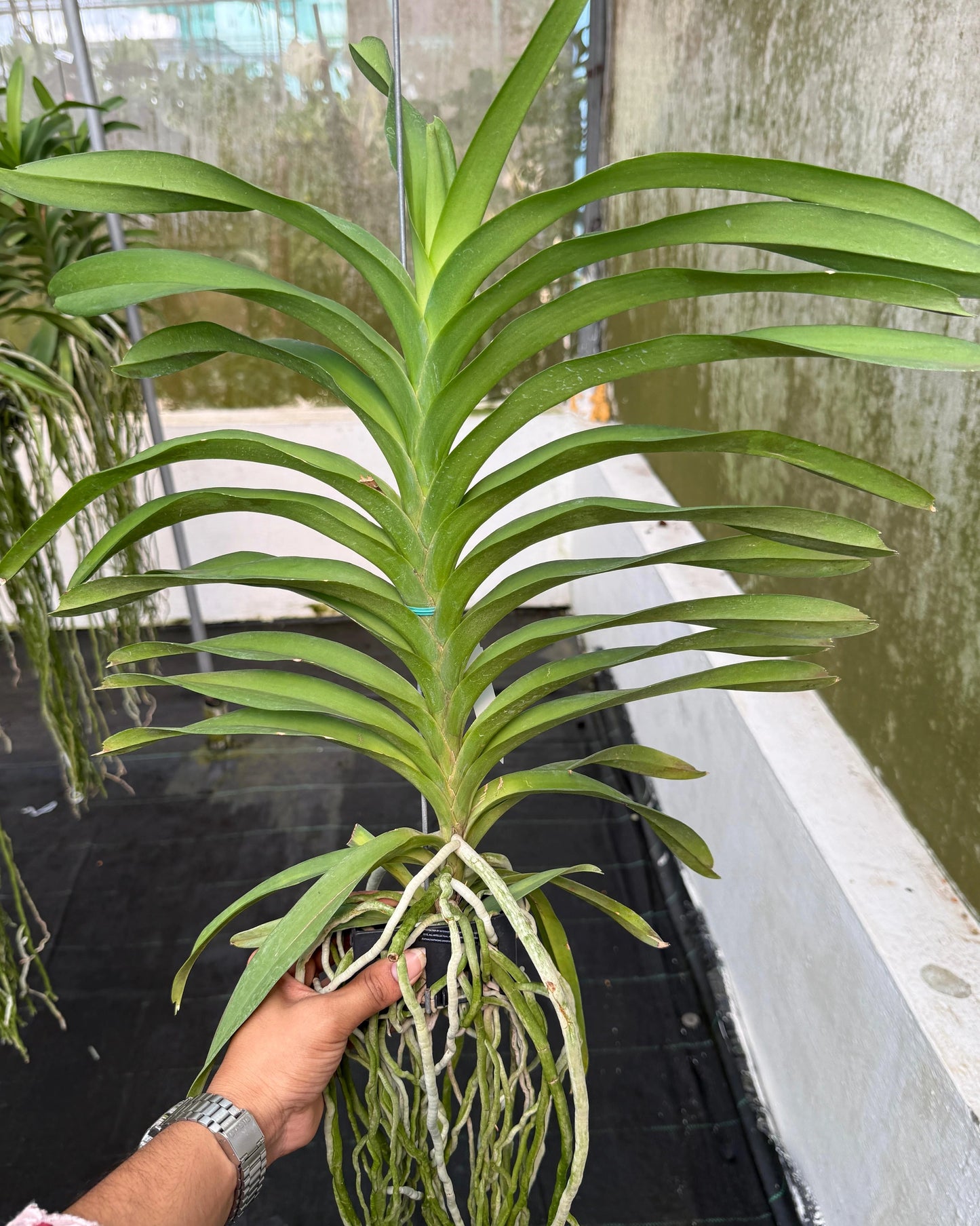 Vanda JKS 48