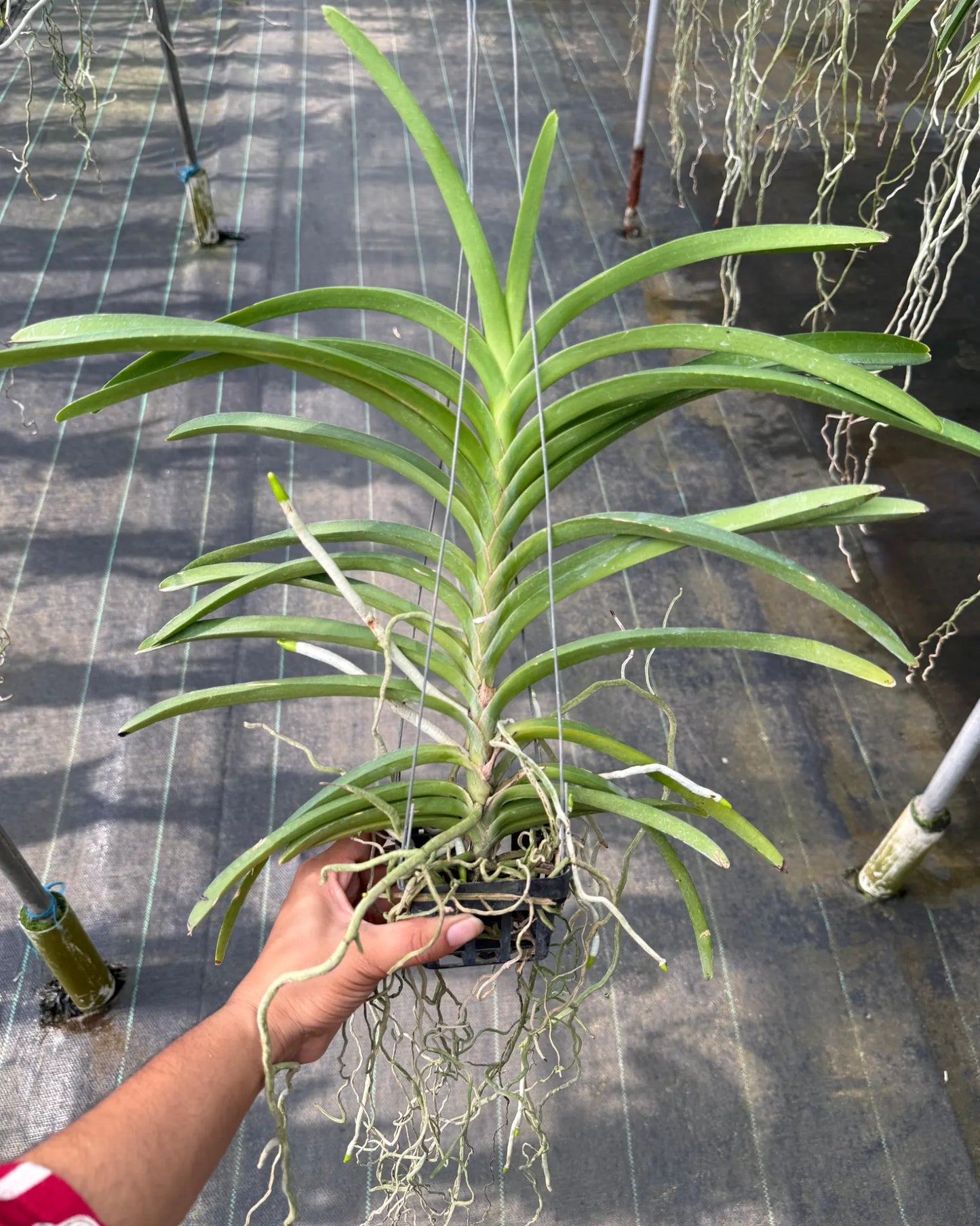 Vanda Prapathon Gold x Thai Spot x Tessellata