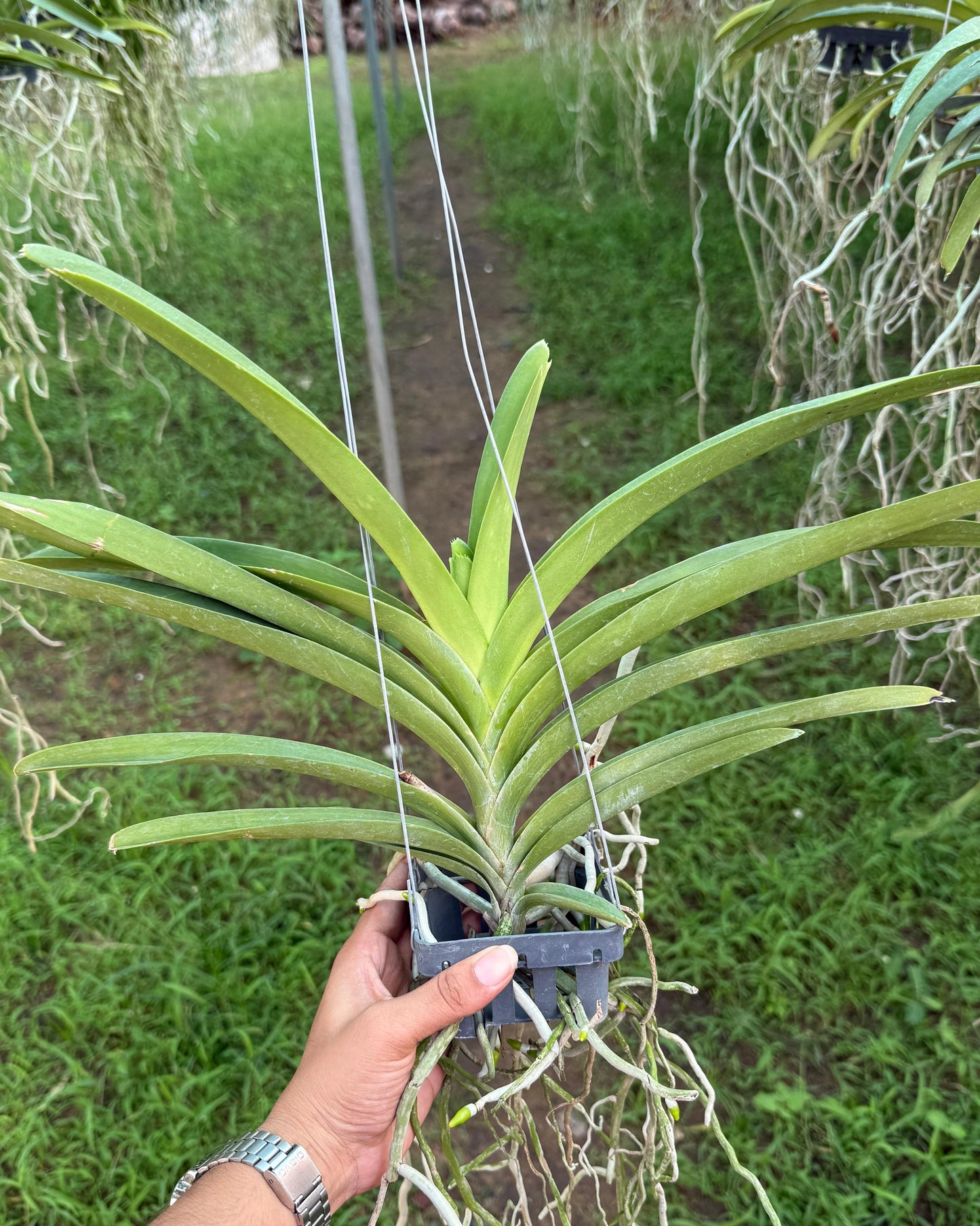 Vanda Varut Leopard