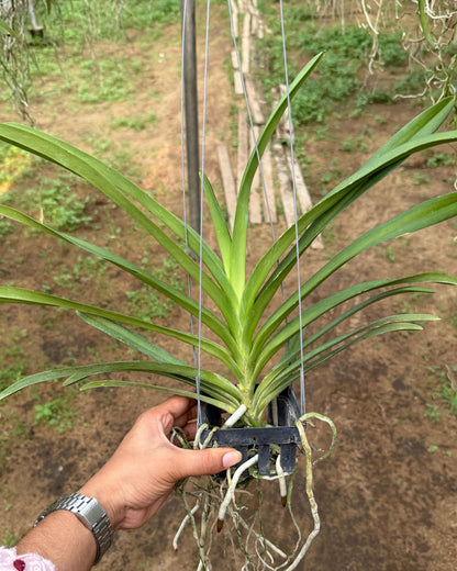 Vanda Sweet Pink