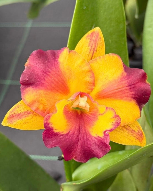Cattleya Ploenpit Crown Amazing