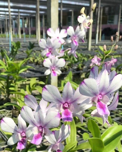 Dendrobium Popeye
