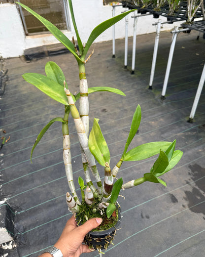 Dendrobium Popeye