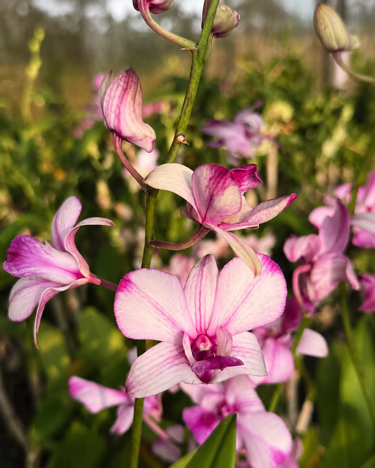 Dendrobium Popeye