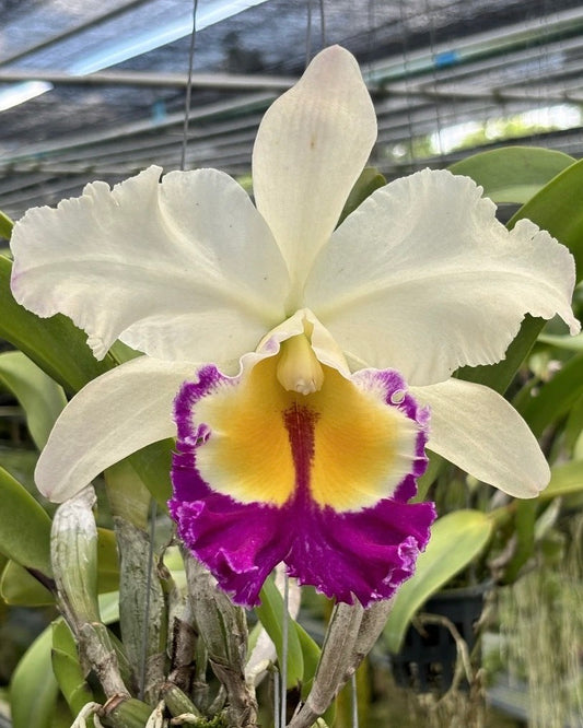 Cattleya Pratum Green
