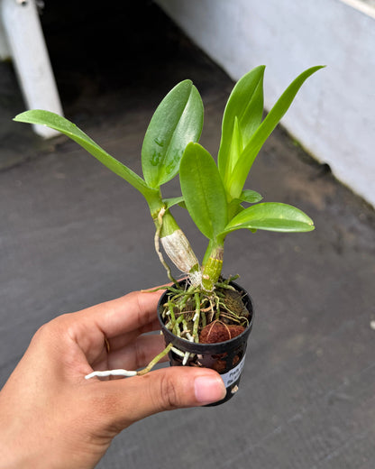 Dendrobium Pretty Doll