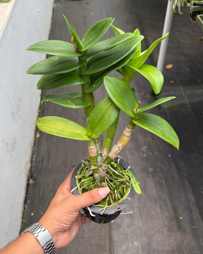 Dendrobium Pretty Doll