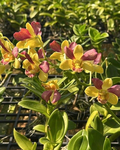Dendrobium Pretty Doll