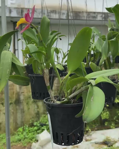 Cattleya Chomyong Beauty #1