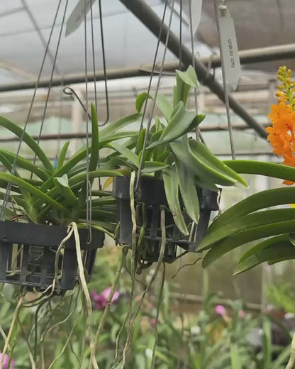Vanda Ascocentrum Miniatum Orange